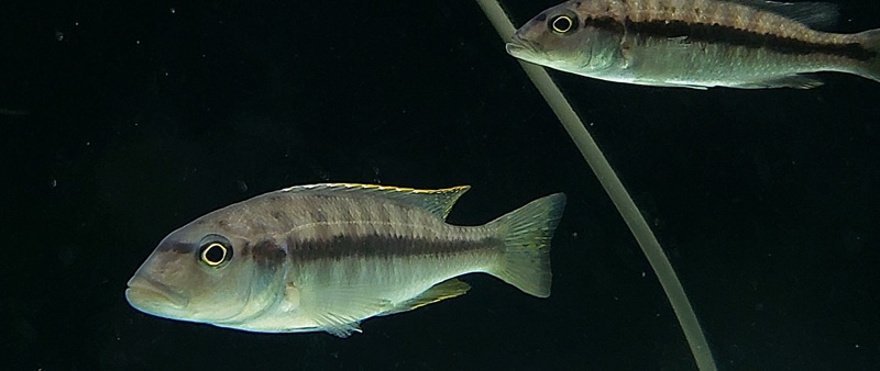 Taeniochromis holotaenia